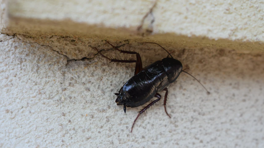 Oriental cockroach sitting beneath a window sill